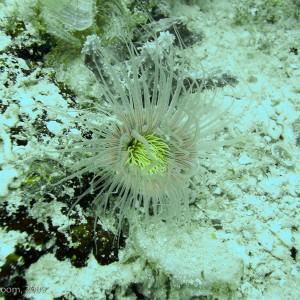 Sipadan and Mabul diving