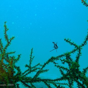 Sipadan and Mabul diving