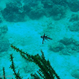 Sipadan and Mabul diving