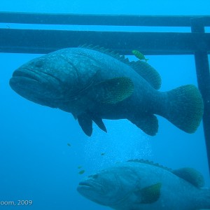 Sipadan and Mabul diving