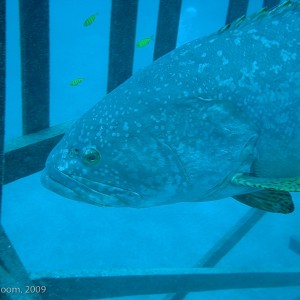 Sipadan and Mabul diving