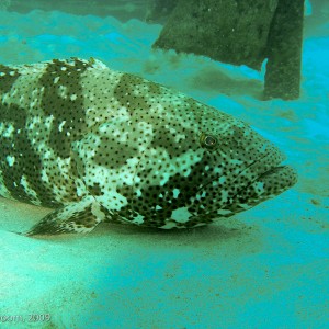 Sipadan and Mabul diving