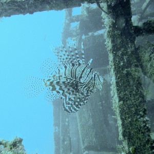 Sipadan and Mabul diving