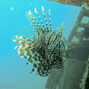 Sipadan and Mabul diving