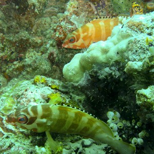 Sipadan and Mabul diving