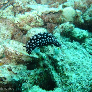 Sipadan and Mabul diving