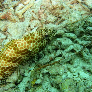 Sipadan and Mabul diving