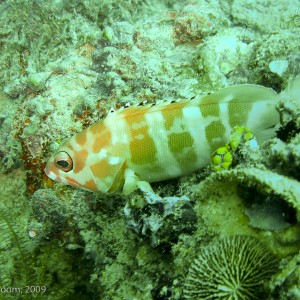 Sipadan and Mabul diving