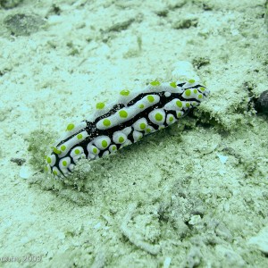 Sipadan and Mabul diving