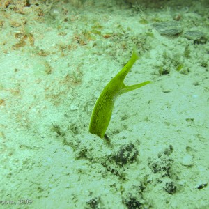 Sipadan and Mabul diving