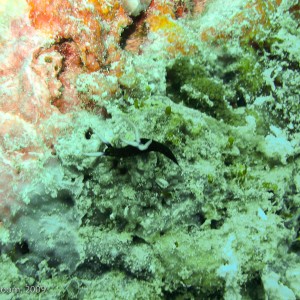 Sipadan and Mabul diving