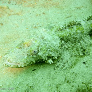 Sipadan and Mabul diving