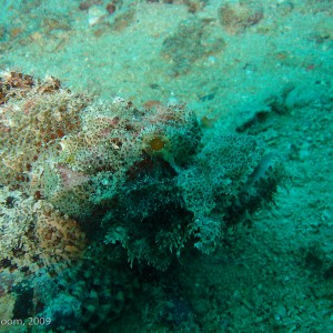 Sipadan and Mabul diving