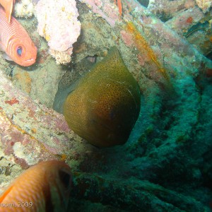 Sipadan and Mabul diving