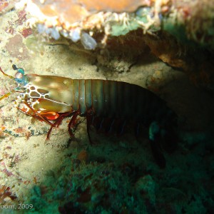 Sipadan and Mabul diving