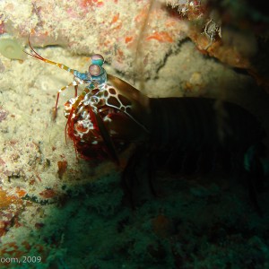 Sipadan and Mabul diving