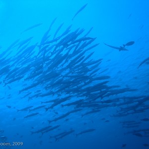 Sipadan and Mabul diving