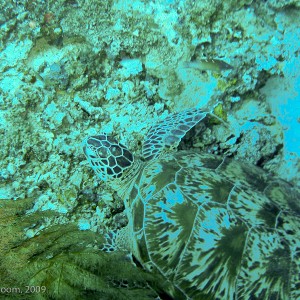 Sipadan and Mabul diving