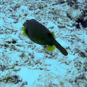 Sipadan and Mabul diving