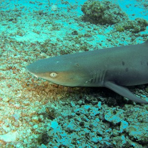 Sipadan and Mabul diving