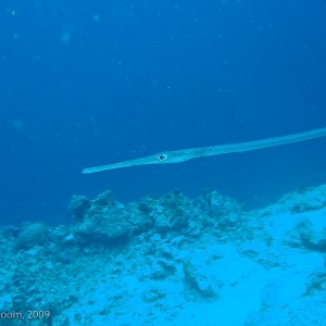 Sipadan and Mabul diving