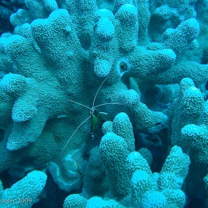 Sipadan and Mabul diving