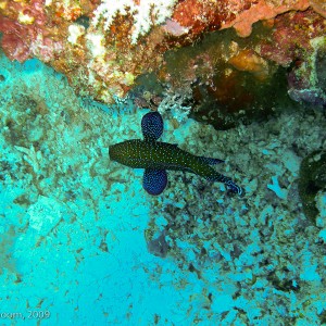 Sipadan and Mabul diving