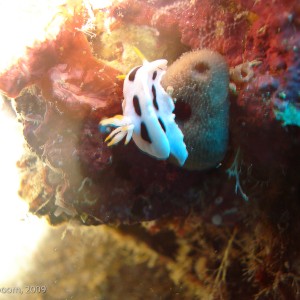 Sipadan and Mabul diving