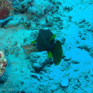 Sipadan and Mabul diving