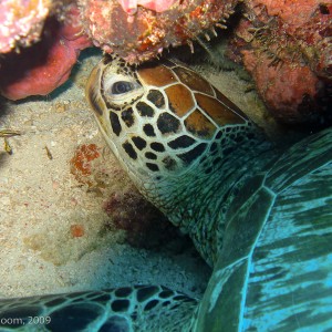 Sipadan and Mabul diving