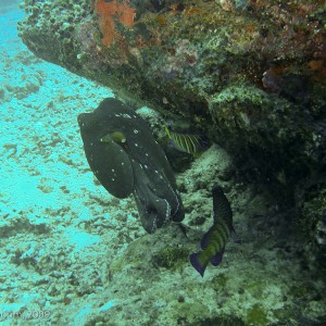 Sipadan and Mabul diving