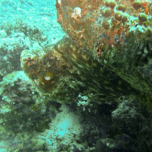 Sipadan and Mabul diving