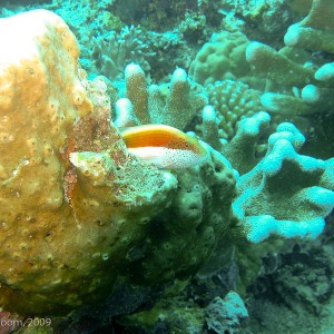 Sipadan and Mabul diving