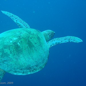 Sipadan and Mabul diving