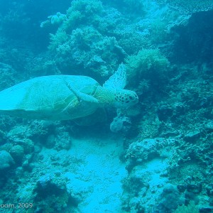 Sipadan and Mabul diving