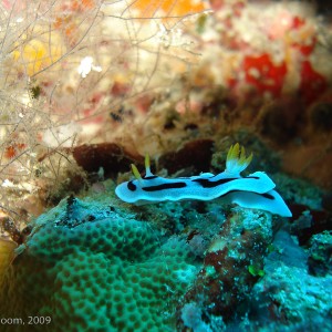 Sipadan and Mabul diving