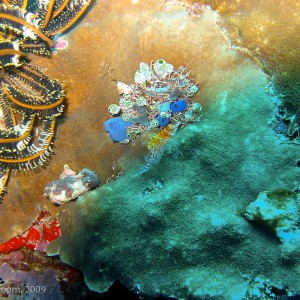 Sipadan and Mabul diving