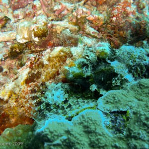 Sipadan and Mabul diving