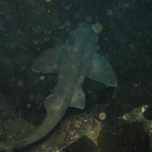 Horn Shark