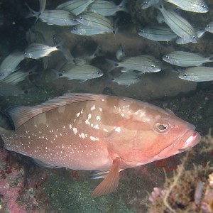 Grouper1002