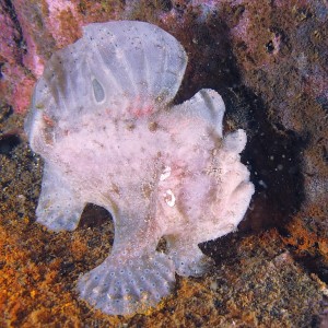 frogfish1001