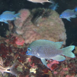 purple_chromis1000