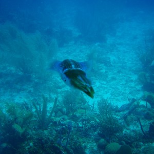 Roatan_207