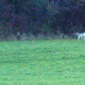 Baby albino deer