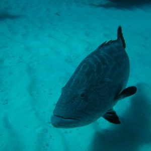 shark_junction_0084