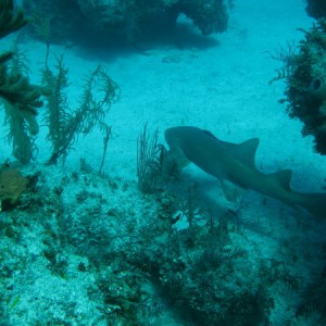 shark_junction_0141