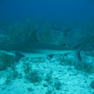 shark_wall_0009