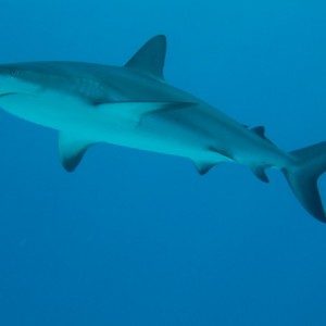 shark_wall_0040