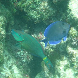 sombrero reef