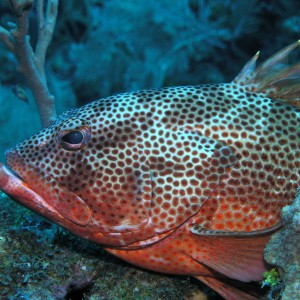 Grouper